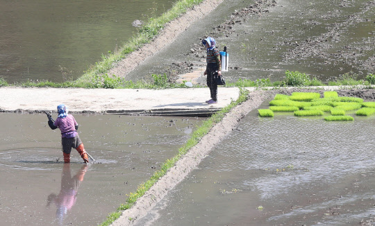 11일 경남 함양군 함양읍 팔령마을 한 논에서 농민들이 모내기 준비를 하고 있다.